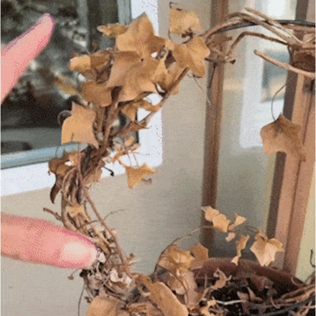 Caniechic� UV-Resistant Outdoor Flowers | Zero Maintenance Color | 50% OFF Today