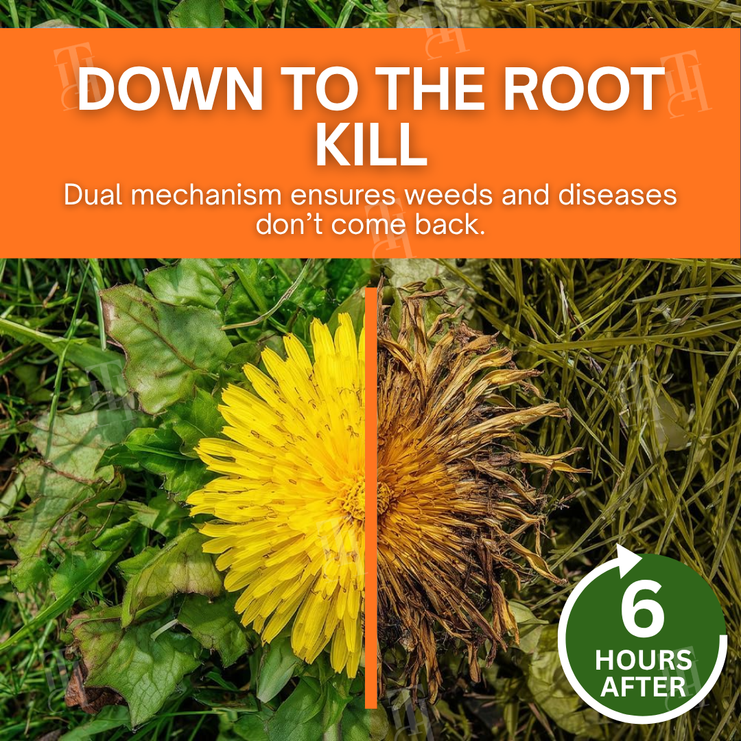✨ From Weed Jungle to Perfect Lawn! | ⏱️ Watch Weeds Wither in 6 Hours!  | 𝐀𝐄𝐗𝐙𝐑® 2-in-1 Max Power Herbicide (100% Glyphosate-Free)
